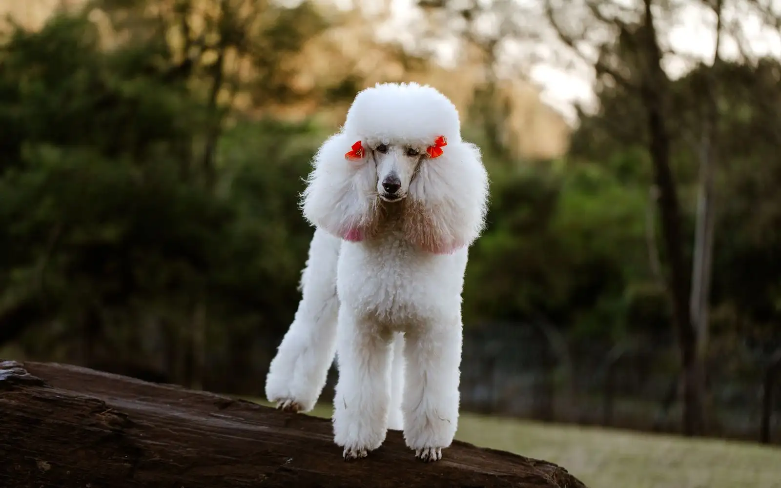 O que o padrão da raça realmente usa para definir o porte do Poodle