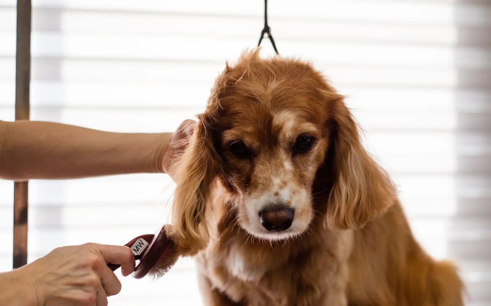 O detalhe da escovação que evita nós em cães de pelagem dupla