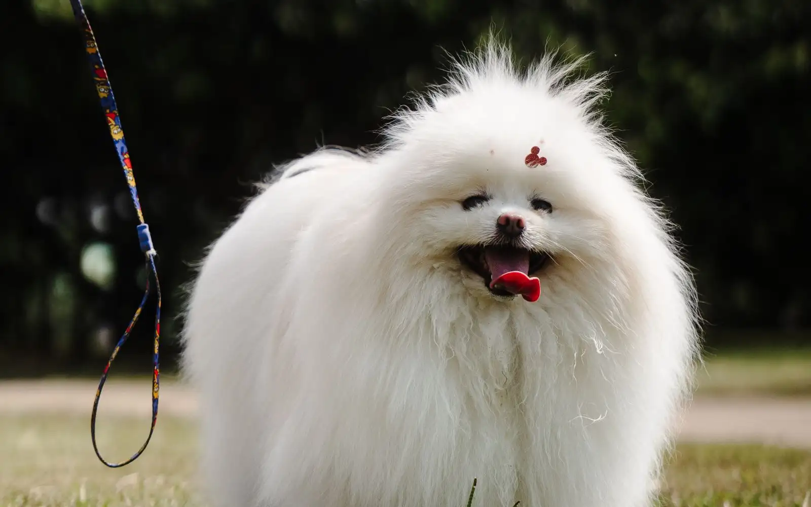 O perfil completo do Spitz Alemão para quem vive no Brasil