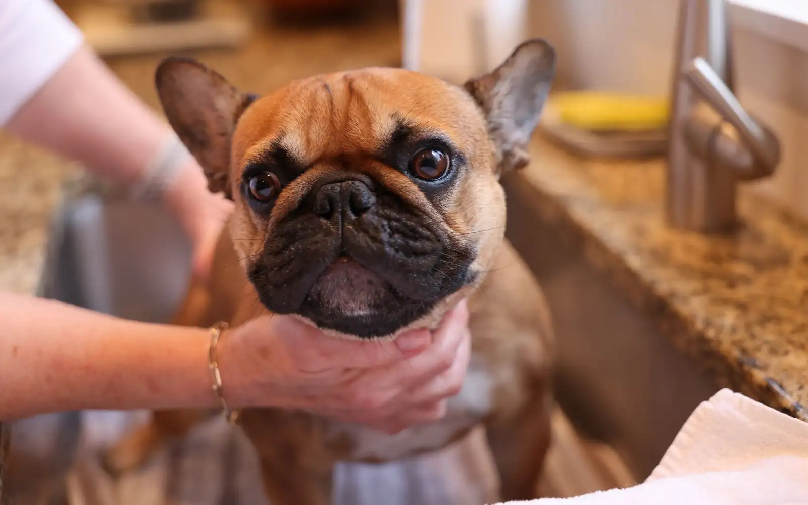 Como quem tosa cães de focinho curto cuida das dobras depois do banho