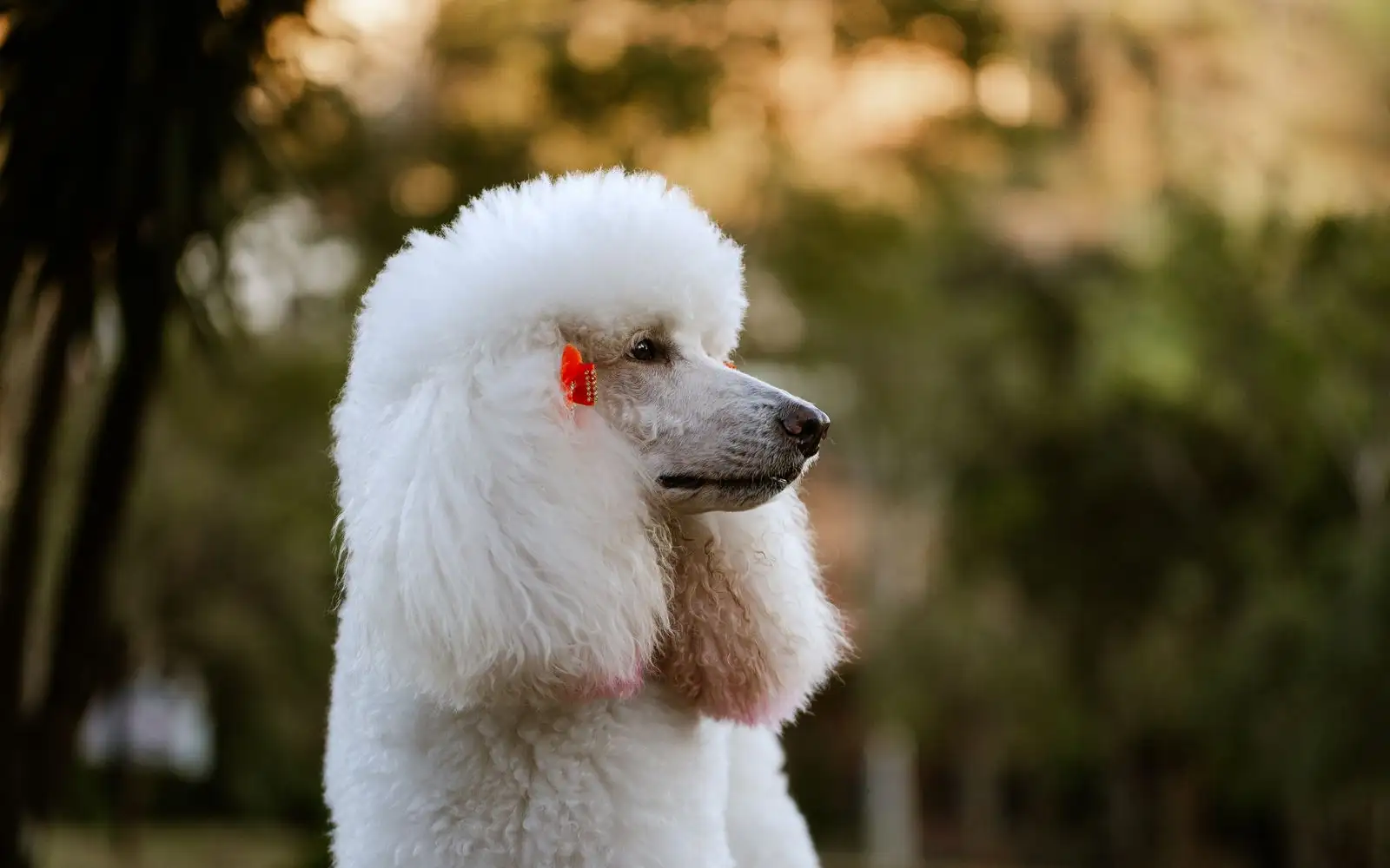 Como manter a pelagem do Poodle sem nós mesmo com a umidade brasileira
