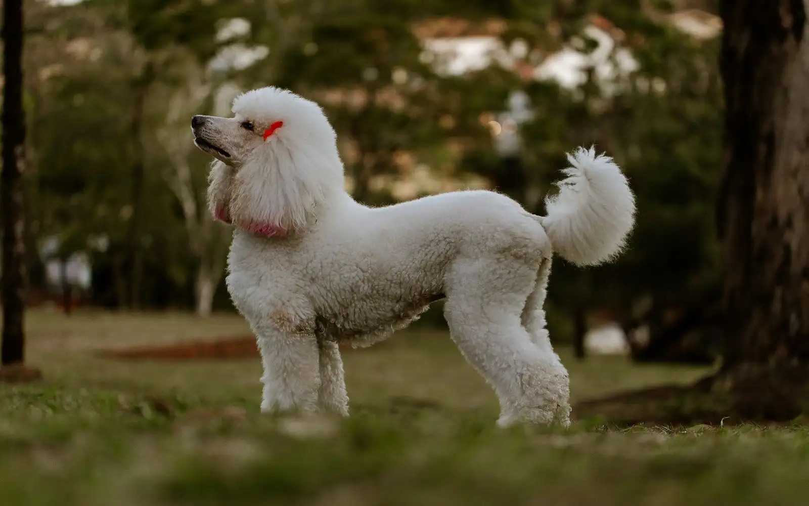 O porte de Poodle que evita dor de cabeça com vizinho em apartamento