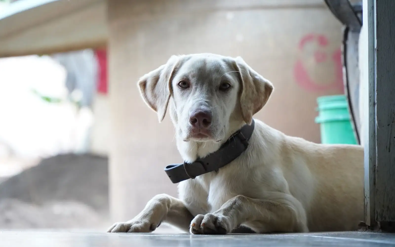 Filhotes e cães idosos podem ter uma rotina segura no calor tropical com pequenos ajustes