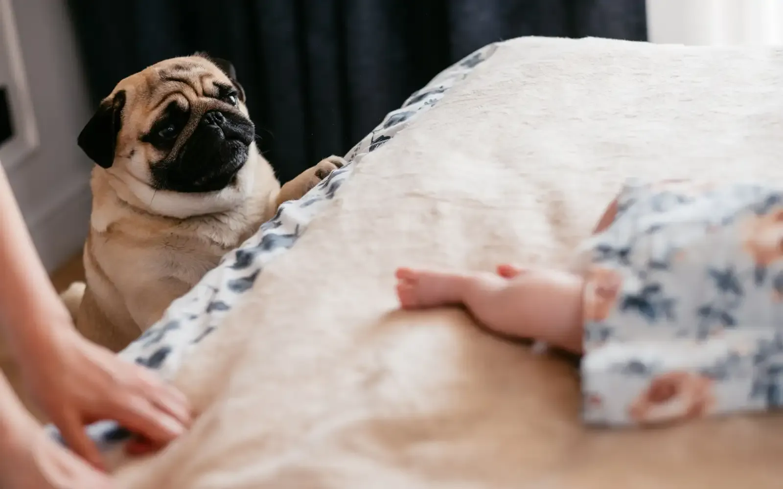Dá para ajustar a rotina do cão quando o bebê chega em casa