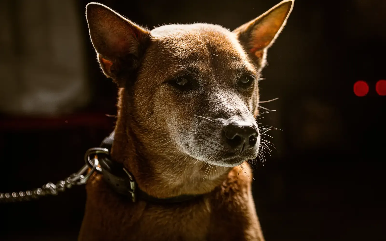 Cão sênior ainda pode passear, se o passeio mudar de formato