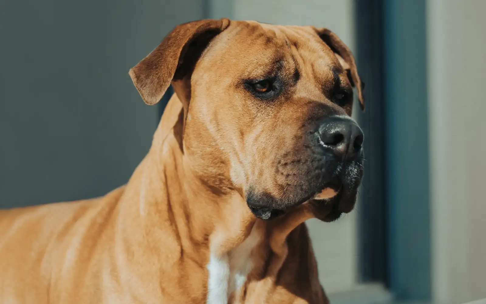 Pelagem curta não quer dizer pouca manutenção no Fila Brasileiro