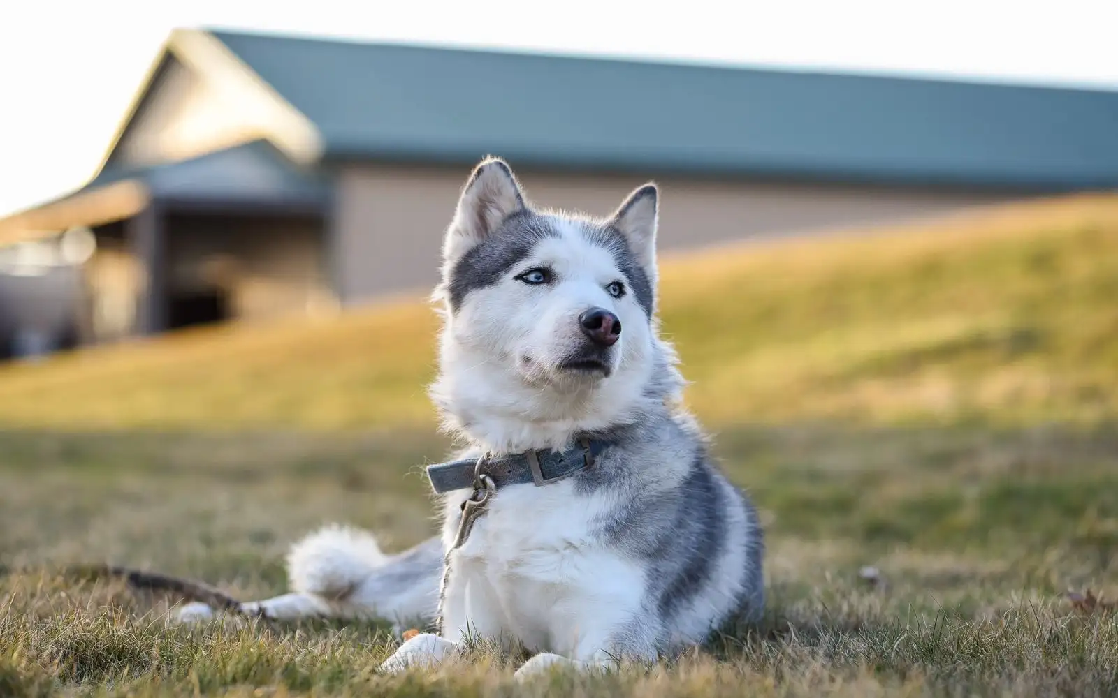 O que o Husky Siberiano realmente exige de rotina, clima e espaço no Brasil
